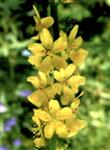 Agrimony