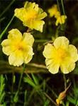 Agrimony