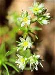 Agrimony