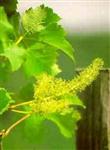 Agrimony