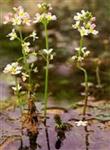 Agrimony